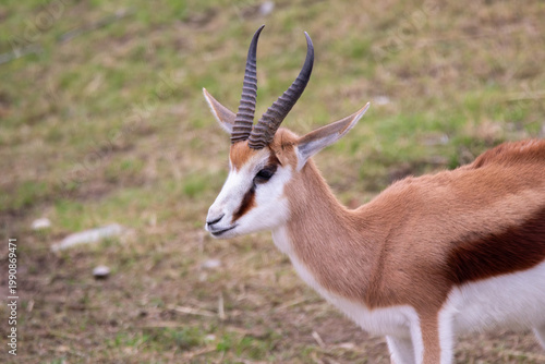 A springbuck at a local zoo