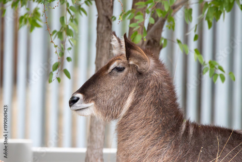 Fotografi A waterbuck at a local zoo