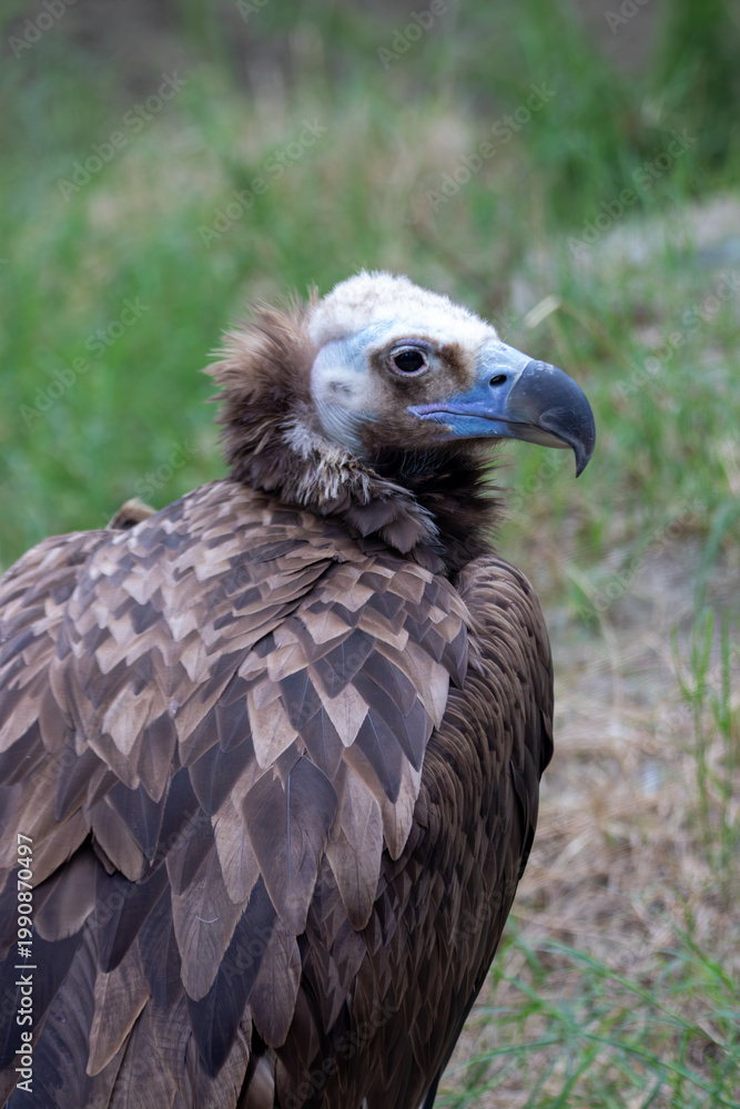 Fototapeta premium A cinereous vulture at a local zoo