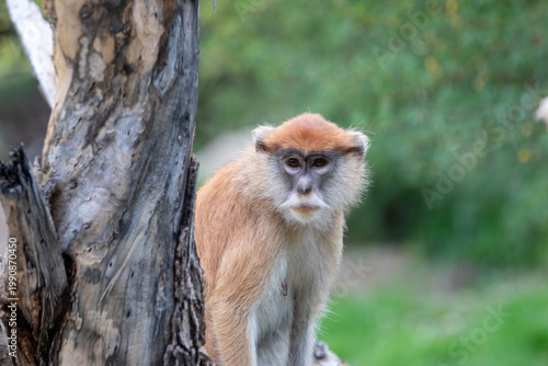 Photography common patas monkey at a local zoo
