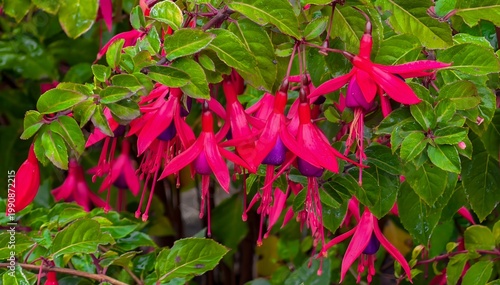 Closeup image of red and purple fuschia blossoms in an Oregon garden