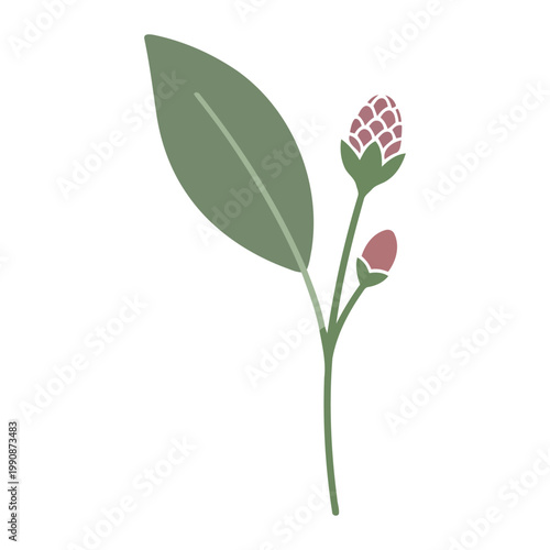 Simple flat Nicandra flower with one bud and leaf green