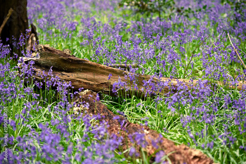 Blubells grow in the wild in a forest on a sunny spring day