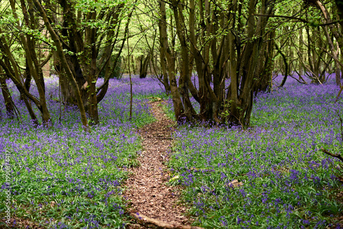 Blubells grow in the wild in a forest on a sunny spring day