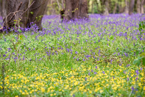 Blubells grow in the wild in a forest on a sunny spring day