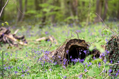 Blubells grow in the wild in a forest on a sunny spring day