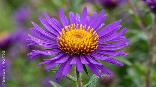 Purple and yellow daisy with water droplets. The flower concept of nature and beauty.