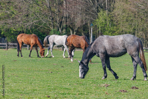 Photography Der Frühling in Westfalen
