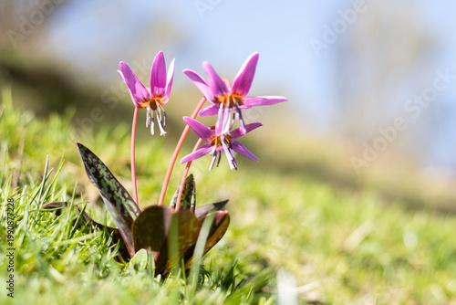 pink flowers in the grass