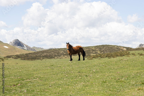 horse in the mountains of port Pinos, leon