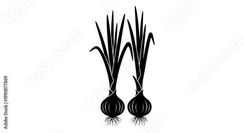 Two onion plants with roots displayed as a dark silhouette