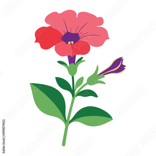 Simple flat Petunia with one large pink flower and one small purple bud