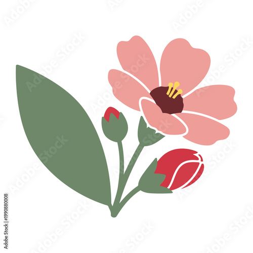 Simple flat Phuopsis flower with one bloom and buds