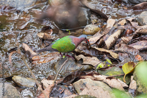 Common emerald dove (Chalcophaps indica) or Asian emerald dove at Manas National Park, Assam, India