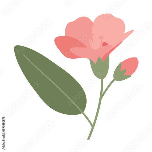 Simple flat Podophyllum flower with green leaves pink flower