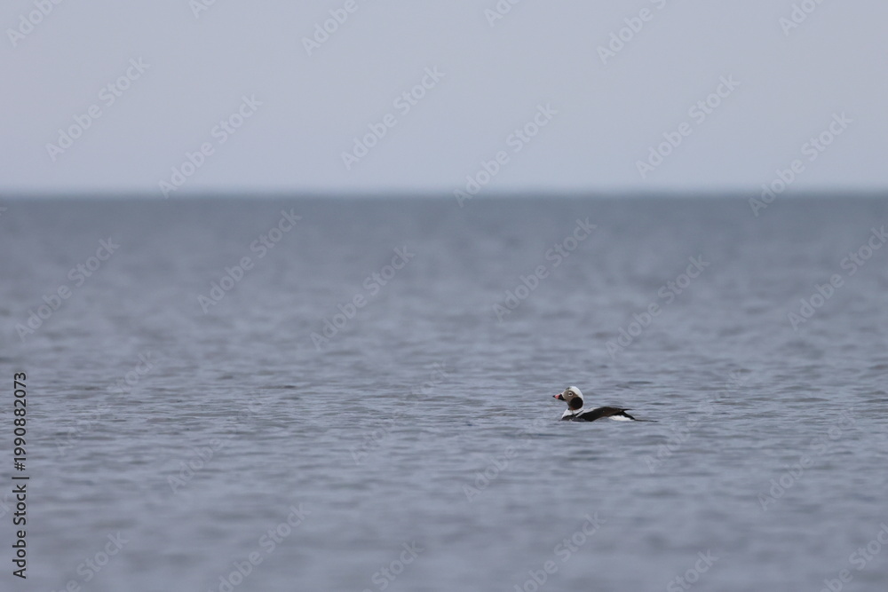 Naklejka premium long-tailed duck