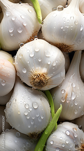 Macro view of fresh garlic bulbs with green stems and water droplets. Vertical photo of raw organic vegetables