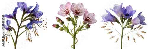 Set of a delicate sprig of flowers, each petal and grain meticulously rendered isolated on a transparent background
