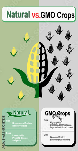 Vector illustration comparing natural and GMO crops using corn as a symbol, highlighting organic growth versus genetically modified agriculture in a clean conceptual design.