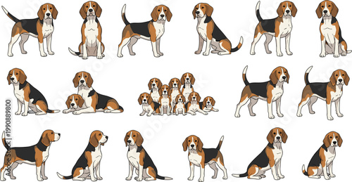 Beagle dog poses set cute hound breed collection different standing sitting group positions vector illustration isolated