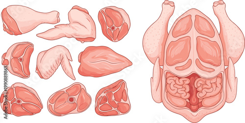 Raw chicken meat cuts set whole poultry and parts butcher diagram fresh food vector illustration isolated