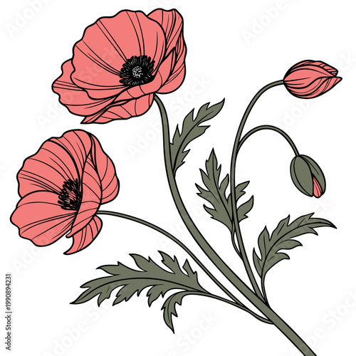 A delicate illustration showcases three vibrant red poppies in bloom alongside a developing seed pod and slender green stems high quality professional