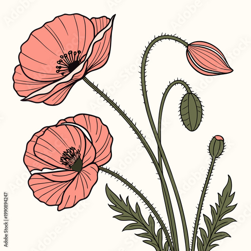 A delicate illustration showcases vibrant coral colored poppy flowers in various stages of bloom complemented by slender green stems and leaves