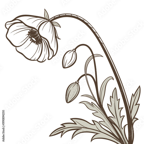 A delicate botanical illustration depicts a single poppy flower with a curved stem and developing seed pods rendered in muted tones