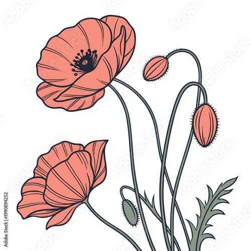 A stylized illustration showcases two vibrant red poppy flowers with delicate petals and slender green stems accompanied by seed pods high quality