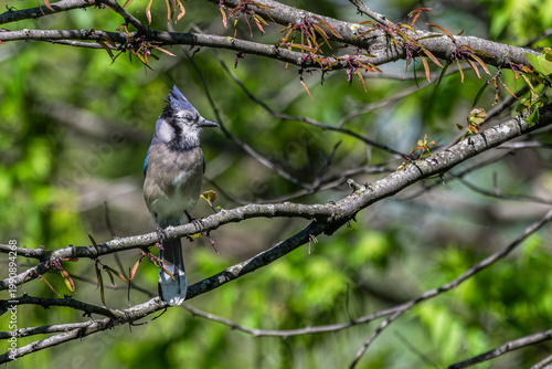 Blue jay perched in a tree.