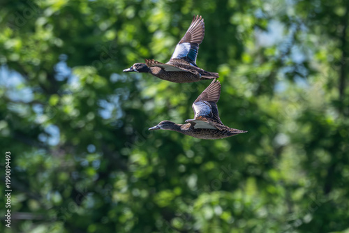 Pair of blue-winged teals in flight past trees.