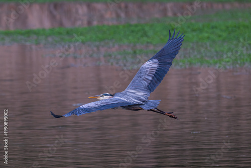 Great blue heron in flight over a lake.