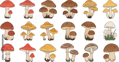 Forest mushrooms vector collection with various fungi species including toadstools boletus and chanterelles hand drawn botanical illustration set