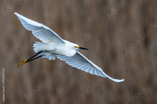 Closeup of  a snowy egret in flight.
