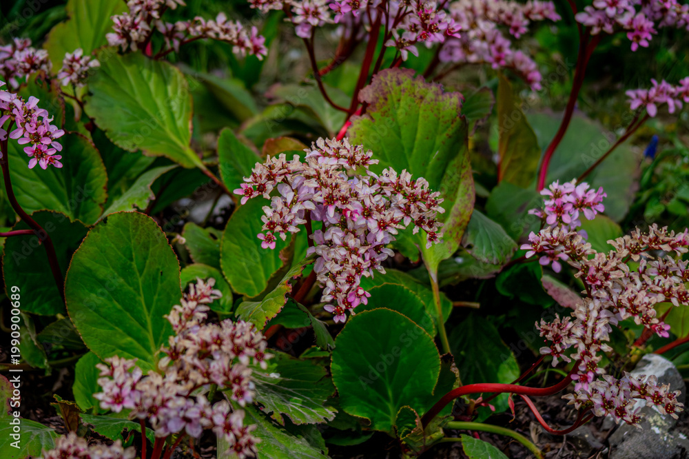 Obraz premium pink and purple flowers