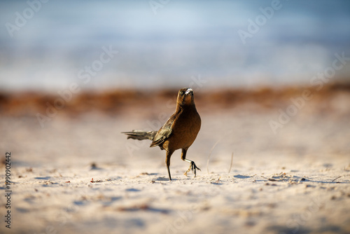 Photography Portrait of a brownish bird on a sandy beach
