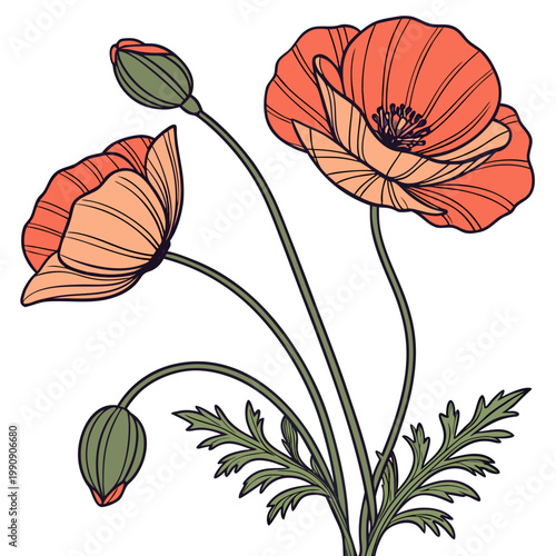 A delicate illustration depicts three vibrant poppy flowers in bloom showcasing their intricate petals and slender green stems against a white background