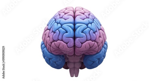 A detailed view of the human brain with color-coded hemispheres from above