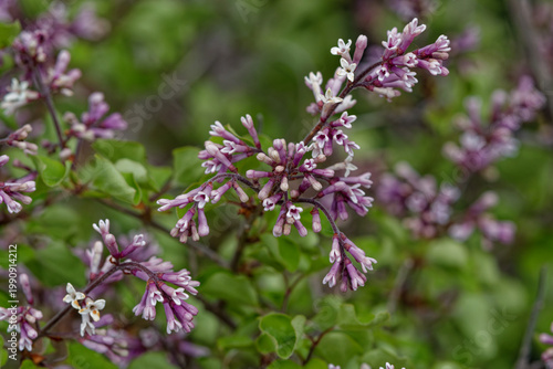 Canvastavla Lilas de Chine