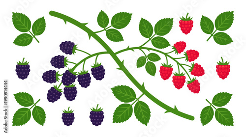 Set of fresh blackberries and raspberries with green leaves on branches.