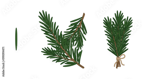 Set of isolated yew tree branches and needles for botanical illustration.