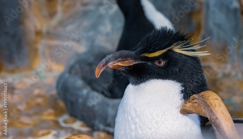 A penguin is resting at an aquarium. The bird has a distinctive color pattern and features. Other penguins can be seen in the background. The activity takes place in the afternoon. Selective Focus