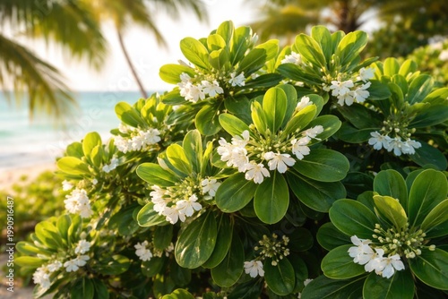 Sunlit Scaevola Taccada with vibrant green leaves and delicate white blooms in tropical setting