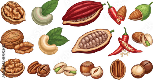 Cocoa pods nuts and spices set with walnut cashew pistachio chili pepper botanical food vector illustration collection