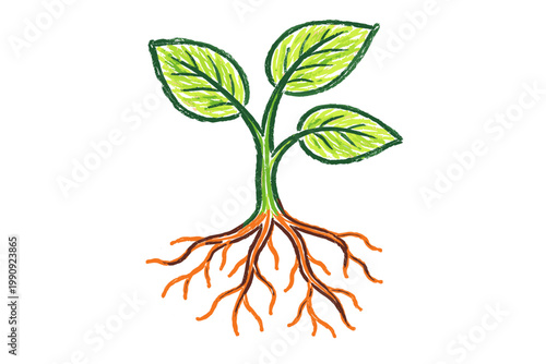 Childlike crayon pencil green plant with roots drawing in kids style showing growth system - concept biology