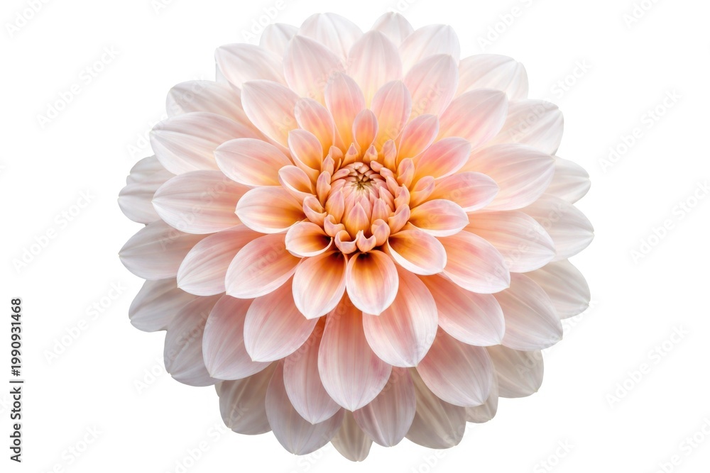 Fototapeta premium Isolated dahlia flower close up highlighting petal texture on pure white background