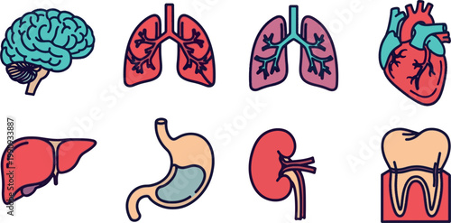 Human internal organs anatomy icon set with brain, lungs, heart, liver, stomach, kidney, and tooth.