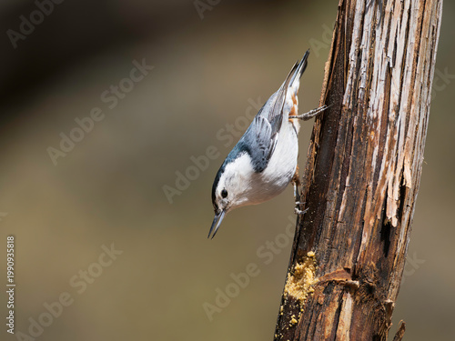 A White-Breasted Nuthatch in Arizona