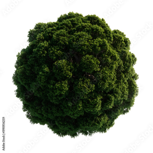 Top View of Green Tree Crown – Isolated transparent PNG