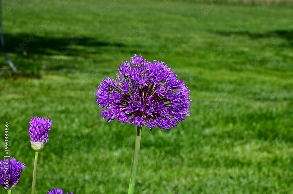 Fototapeta premium Purple Allium Bloom